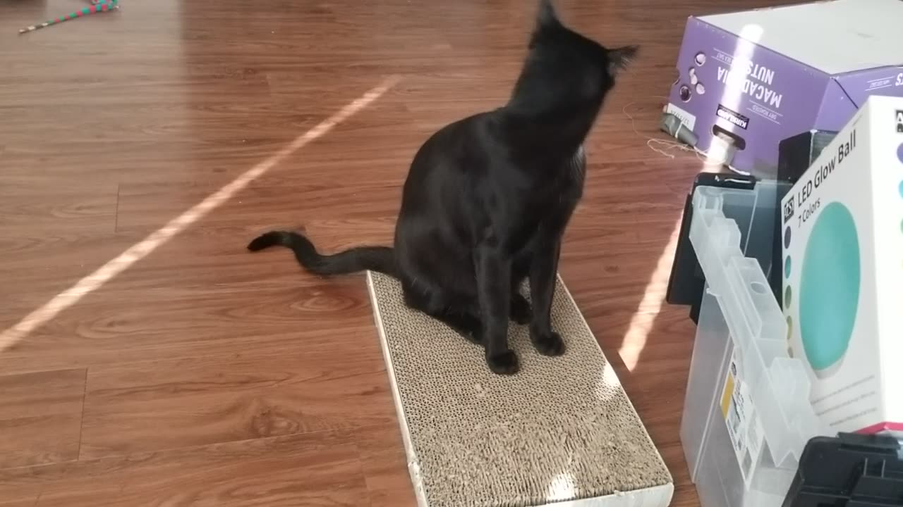 20240824 175649 Tux Paper Towel Tube Molest
