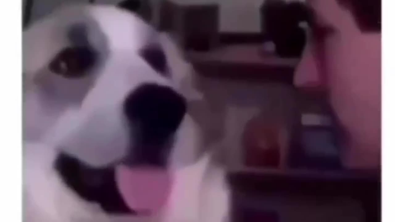 Funny dog