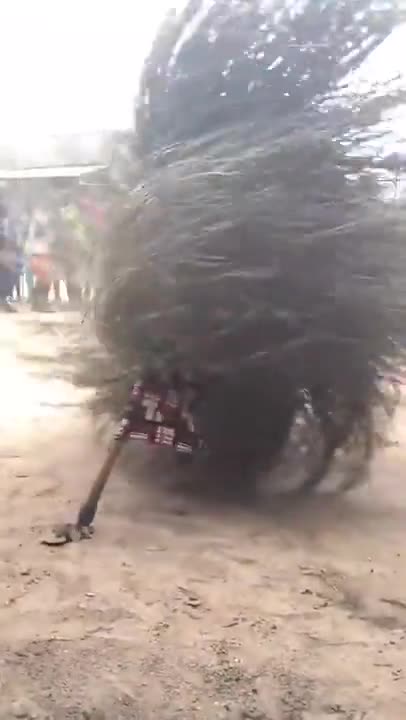 Looks Like a Bush Dancing! #africanculture #amazingshort
