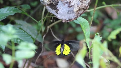 Butterfly hovering with no clear reason