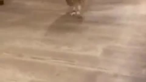 Ever Seen An Owl Run