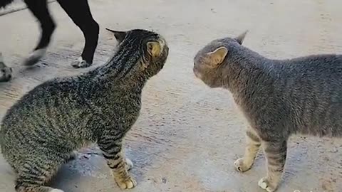 Cat fight