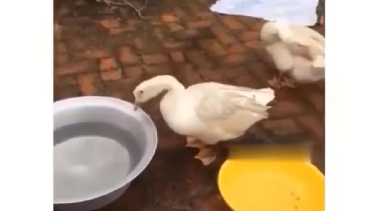 Funny duckling and puppy