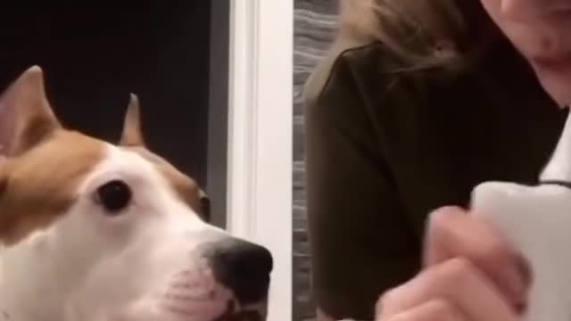 He's just a good boy who wants some clean teeth
