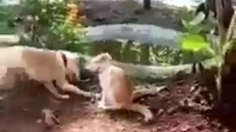 animal funny videos