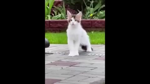 NEW Cat Videos 2024 😹 Funny Cat Videos 1