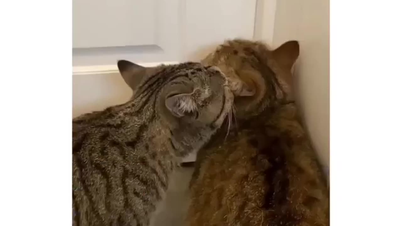 Funny and Cute Cats Videos #427