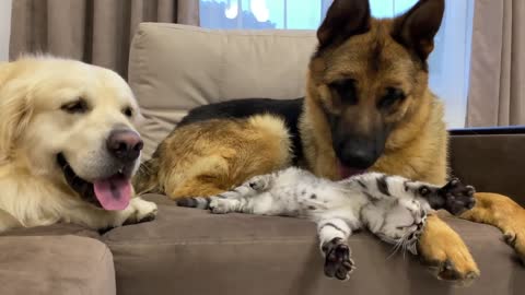 German Shepherd and Golden Retriever are Best Friends for Kitten