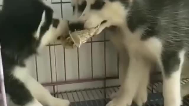 Doggo tv 🐾😂