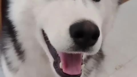 Cute dogs video