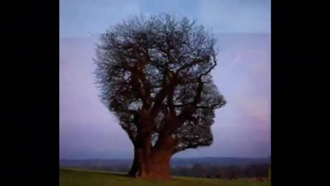 Some strange trees in the world, which you will be shocked to see। Mystery World