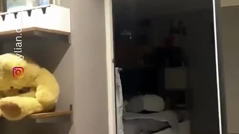 The end 😂😂😂 #viral #shorts #funny #fails #humorfolder (3)
