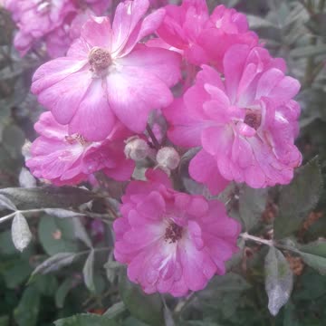 Group of purple-pink roses