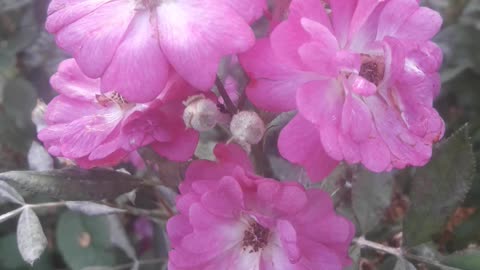 Group of purple-pink roses