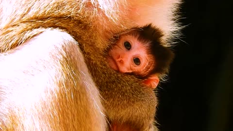 Look Face Baby Monkey So Cute