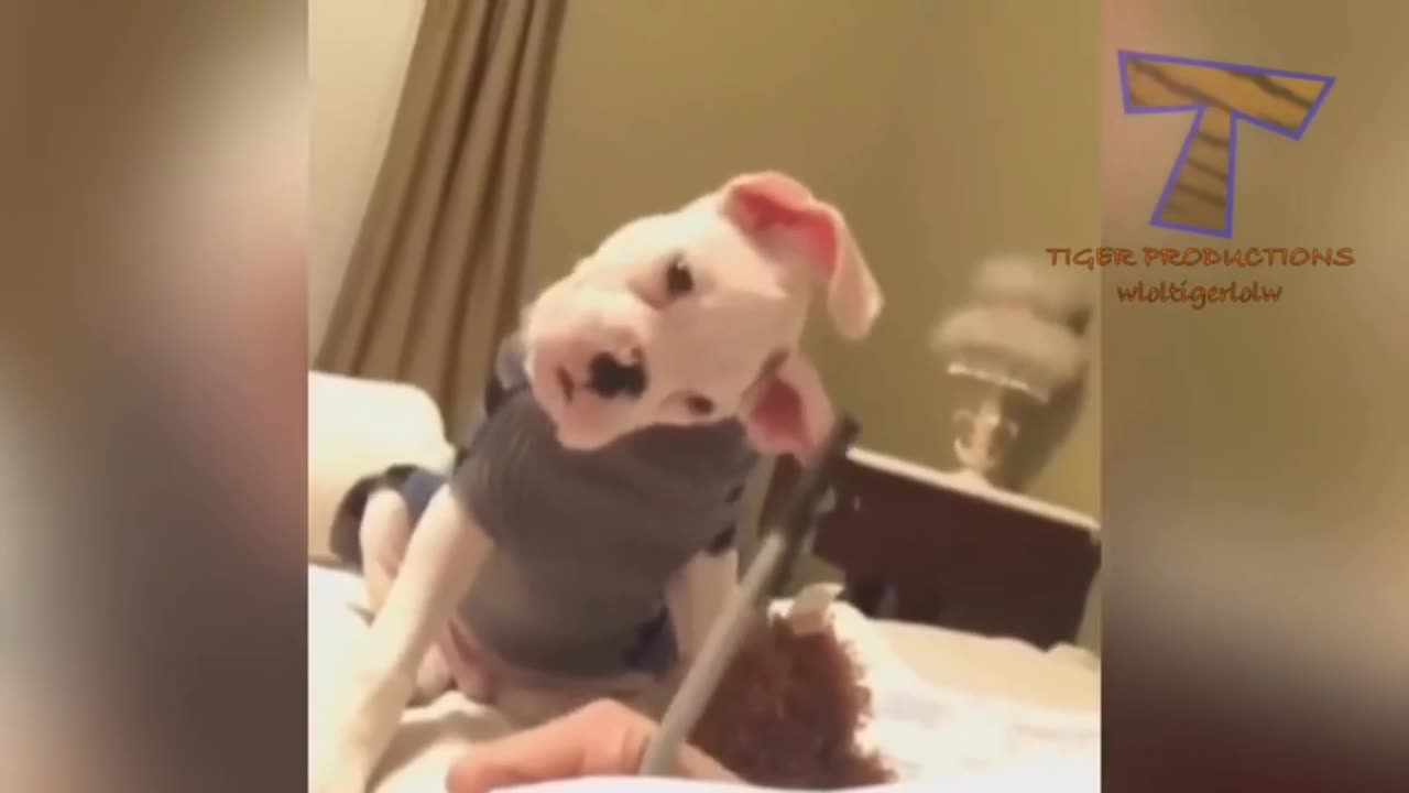 A Hilarious Compilation of Dogs Adding Joy to Life"