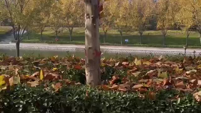 There are many fallen leaves under the small trees in autumn