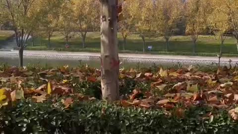 There are many fallen leaves under the small trees in autumn