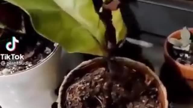 Wierd TikToks off the Internet