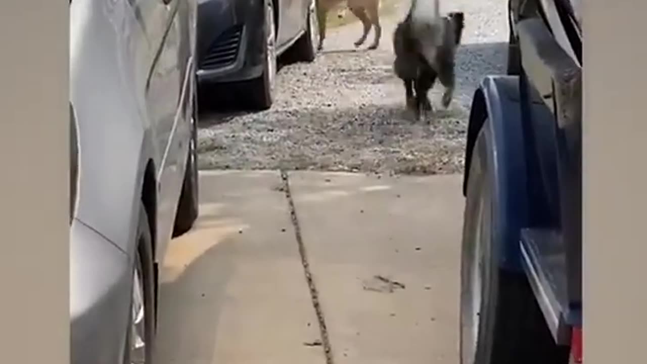 Funny Animals Video