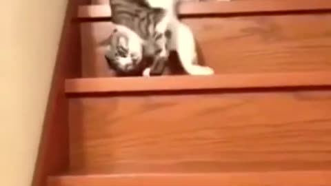 Short very funny cat