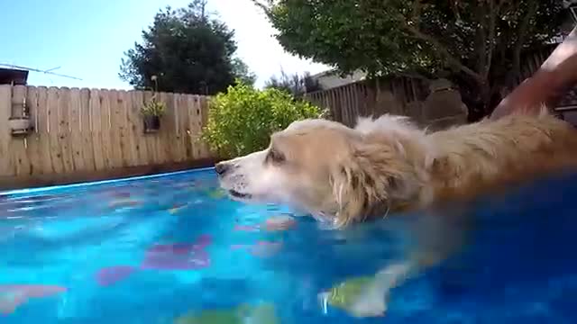 Happy pup is absolutely ecstatic for first pool party