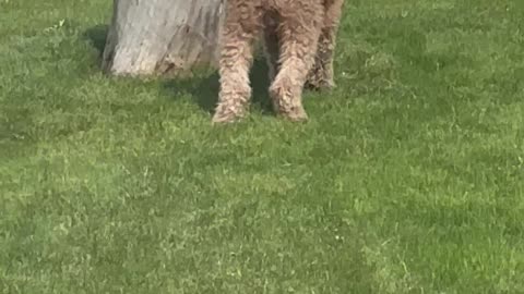 Dog Can't Seem To Find Squirrel