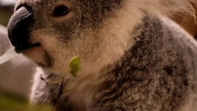 cute koala