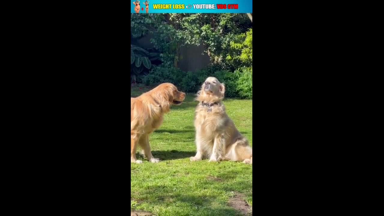 Lion vs Turtle