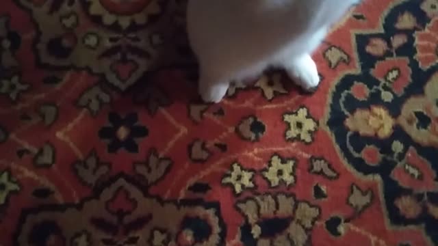 see how the cat plays with the hand