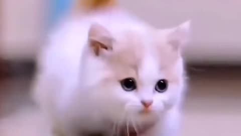 Cute And Funny Cat Video#Shorts