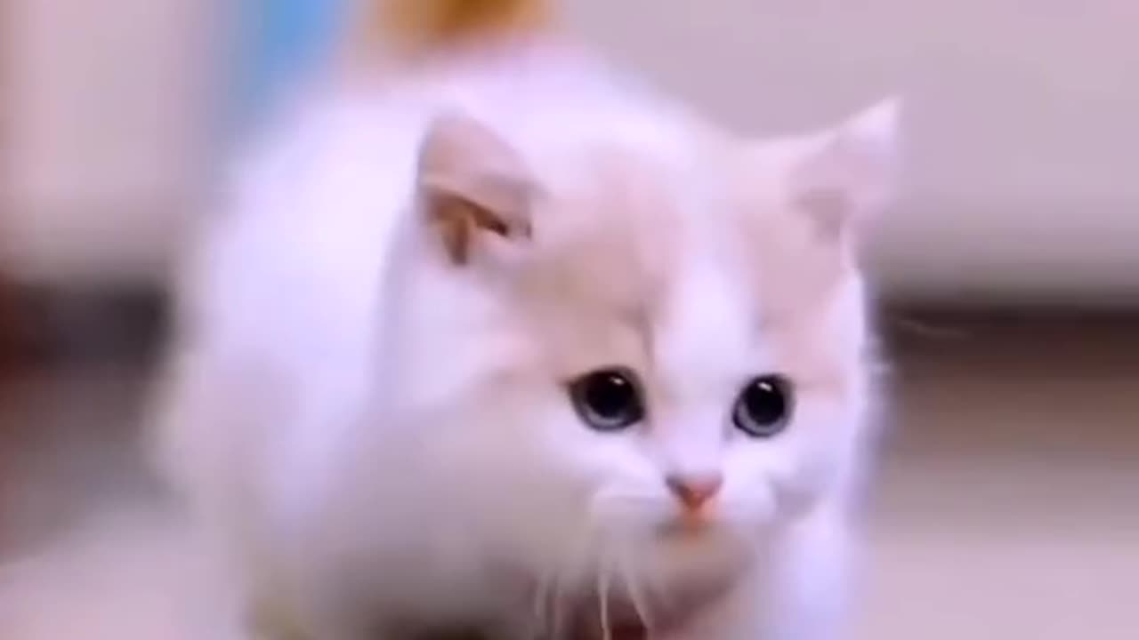 Cute And Funny Cat Video#Shorts