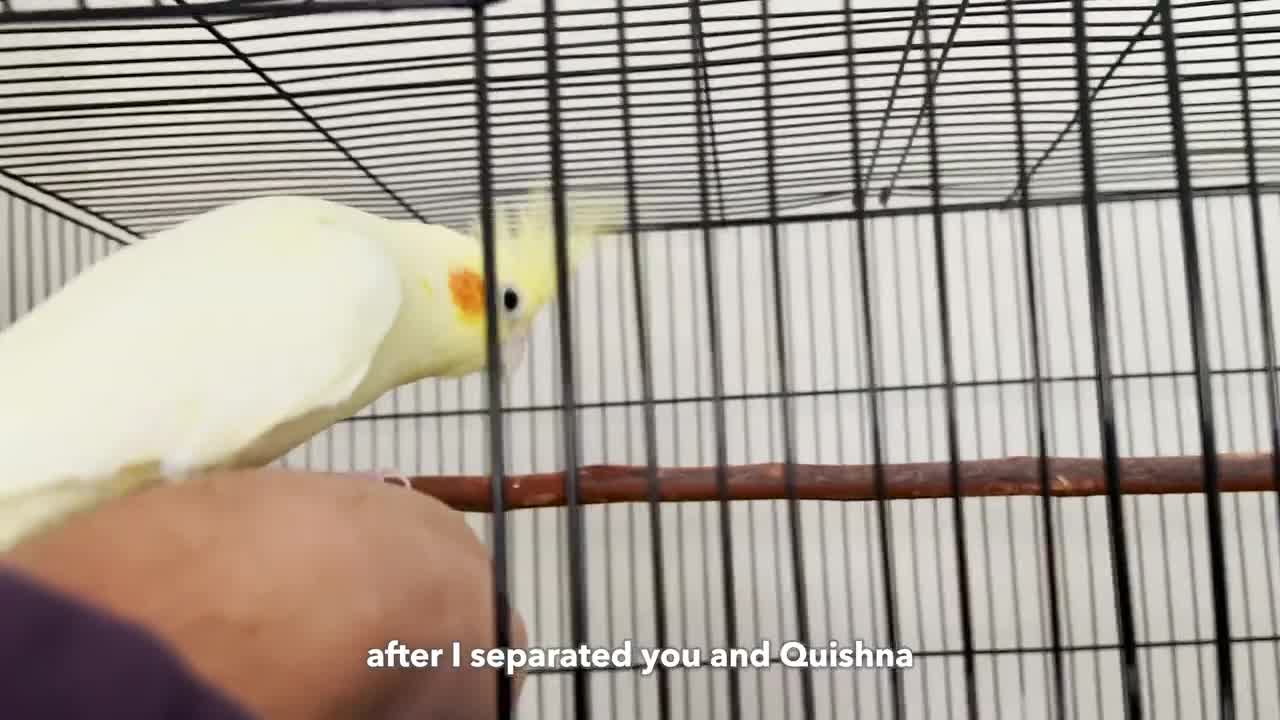 Mysterious Birthday Present for Cockatiel Lemon