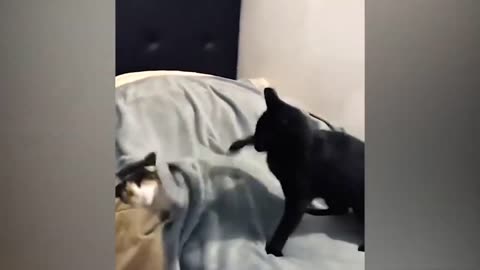 Funny moments 😂 must watch