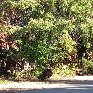 How to Safely Free a Bear Trapped in a Fenced Area
