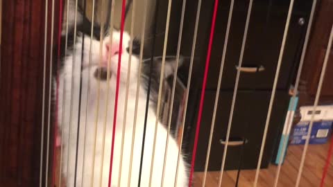 Kitty Licks Harp Strings