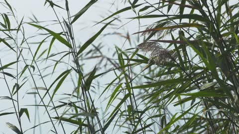 Water Reeds 1