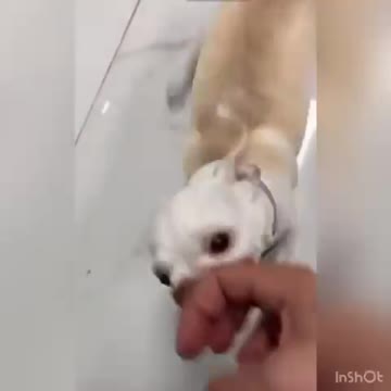 Nikki's dog provokes but his poor bite