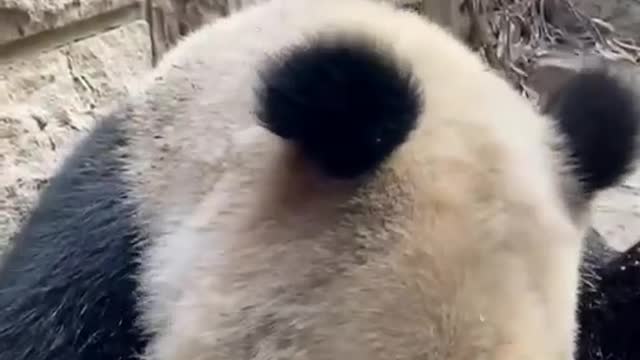 Do you like pandas ?
