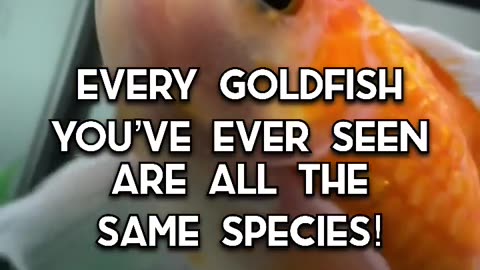 FUN FACT about goldfish