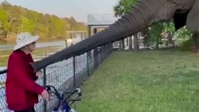 Best Funny Animal Videos of the year, funniest ever. relax with these cute animals.