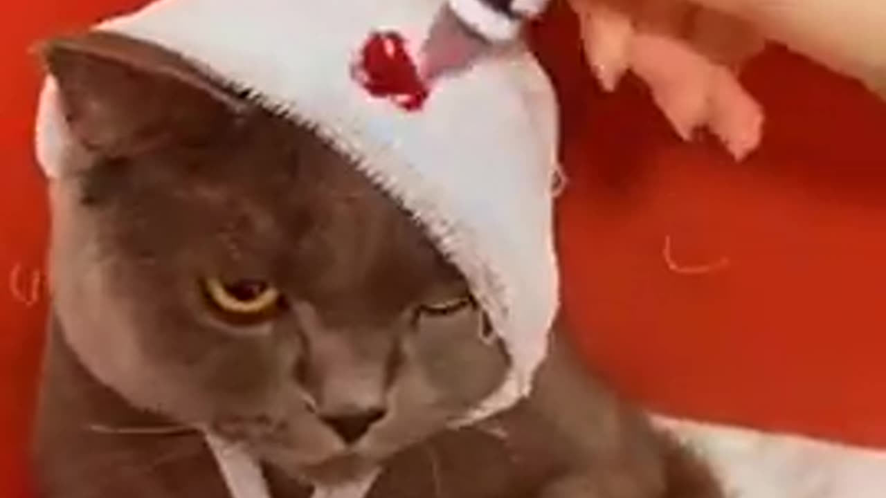 Hooo, baby cat is making frank