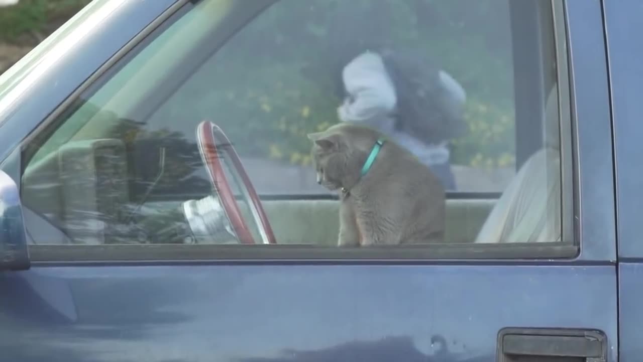 The Ultimate Viral Cat Video