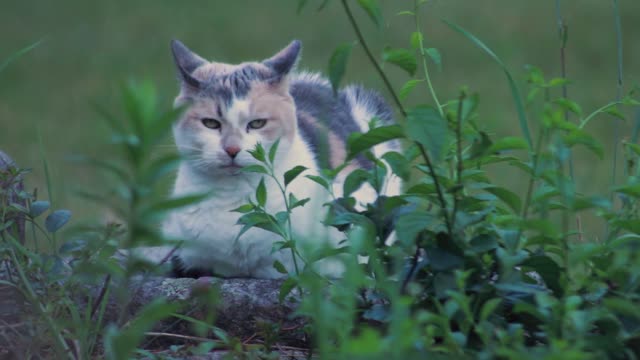 CAT IN VEGETATION, BEAUTIFUL CAT