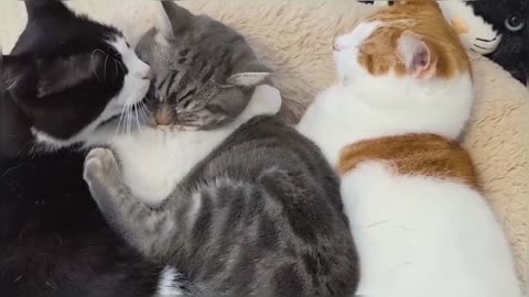 Kitten Loves His Older Brothers