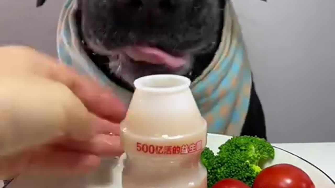 My cute dog eating so yummy #dog #animals #asmr #asmr #pets #eating #cute #dogsoftiktok