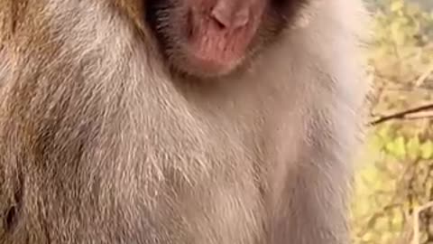 Funny Snoring Monkey