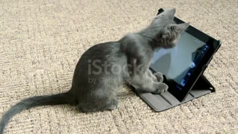 Cute kitten playing with digital tablet computer taking selfie