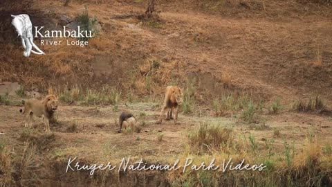 Lions