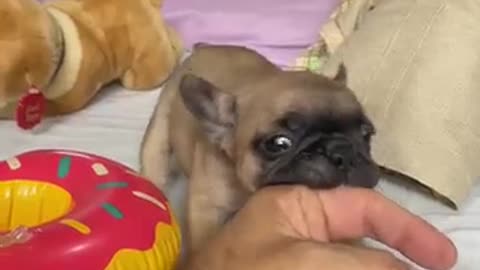 Bulldog